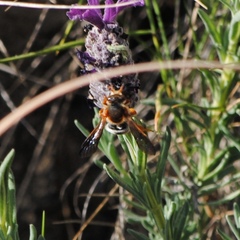 Rhodanthidium sticticum