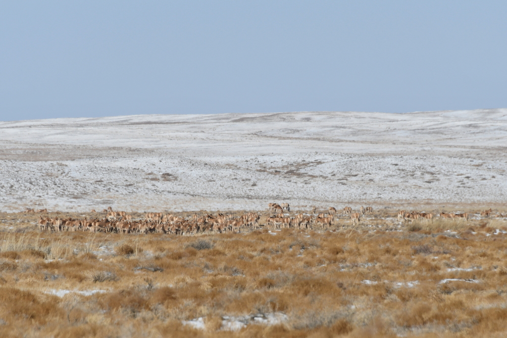 Asian Wild Ass in February 2022 by Toogy · iNaturalist