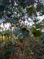 Metopium brownei