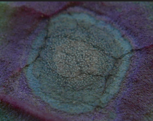 Ramularia rubella