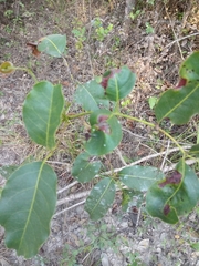 Metopium brownei