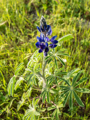 Lupinus pilosus
