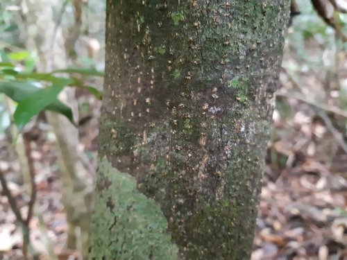 Cryptocarya phyllostemon observed 2023-10-12