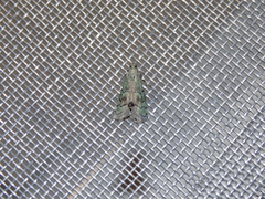 Cacotherapia flexilinealis