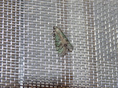Cacotherapia flexilinealis
