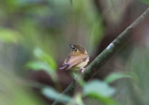Platyrinchus cancrominus