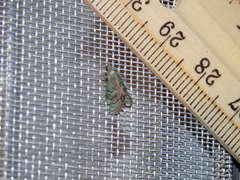 Cacotherapia flexilinealis