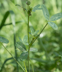 Trifolium ciliolatum