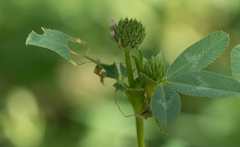 Trifolium ciliolatum