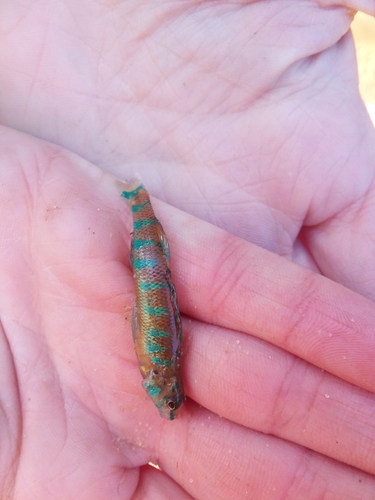 Etheostoma stigmaeum