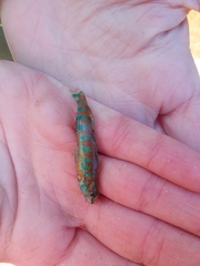 Etheostoma stigmaeum