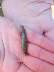 Etheostoma stigmaeum