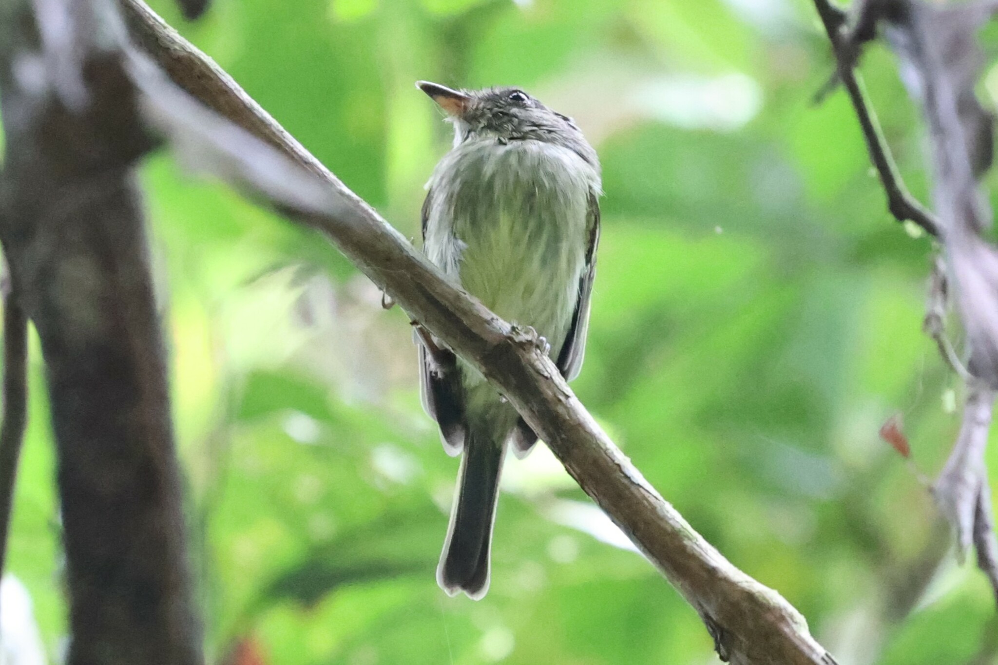 Double-banded Pygmy Tyrant (Lophotriccus vitiosus), photo 4