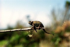 Trioceros sternfeldi