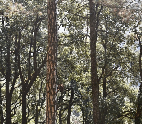Chir pine (Pinus roxburghii)