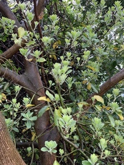 Pittosporum crassifolium