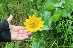Wyethia