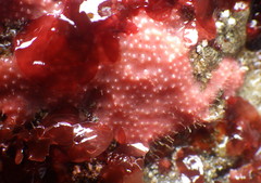 Aplysilla glacialis