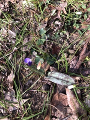 Erythronium americanum