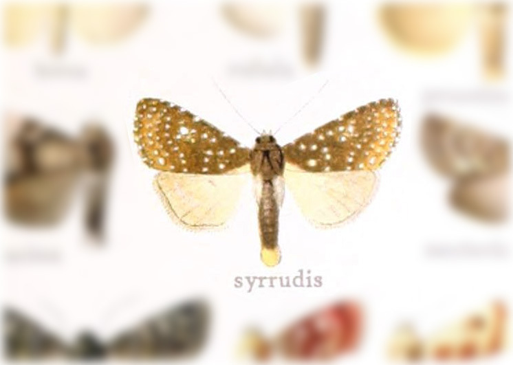 Hadena syrrudis