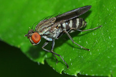 Diptera