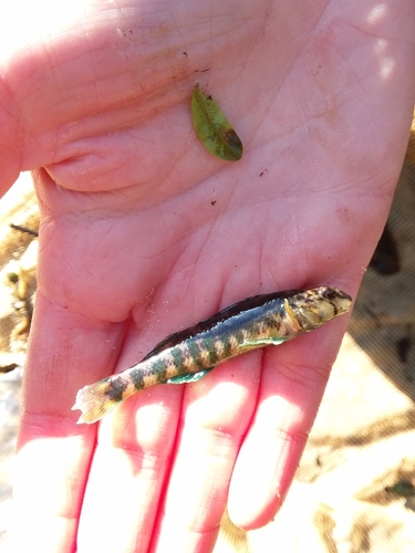 Etheostoma lynceum