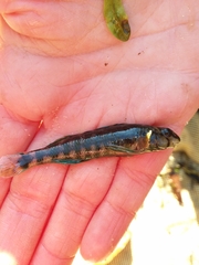 Etheostoma lynceum