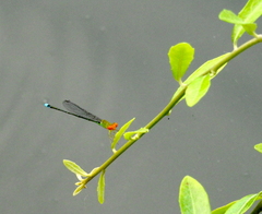 Pseudagrion rubriceps
