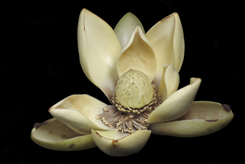 Magnolia chiguila
