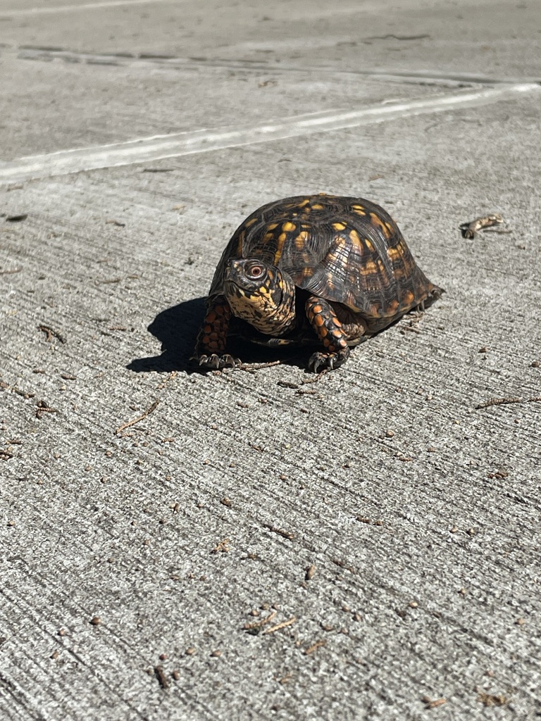 Eastern Box Turtle in October 2023 by kasey_griggs__ · iNaturalist