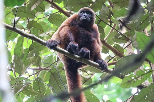 Humboldt's Woolly Monkey