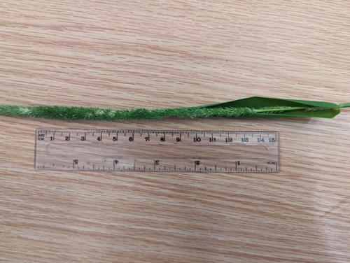 Image of Hymenachne amplexicaulis by no rights reserved