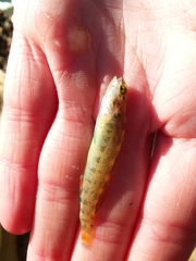 Etheostoma artesiae
