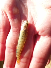 Etheostoma artesiae