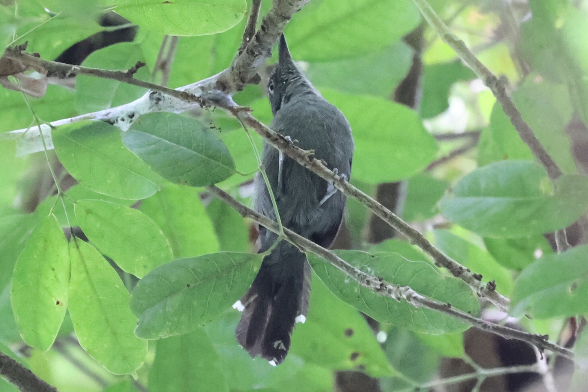 Grey Antbird (Cercomacra cinerascens), photo 1