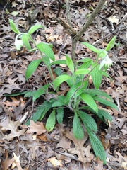 Lithospermum helleri