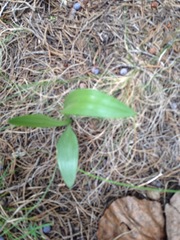 Spiranthes magnicamporum