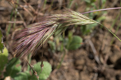 Bromus rubens