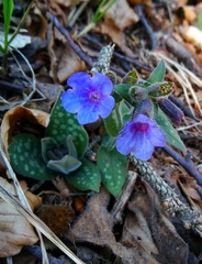 Pulmonaria stiriaca