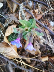 Pulmonaria stiriaca