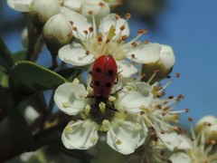 Pelonides quadrinotata