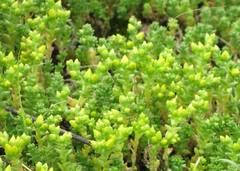 Sedum nuttallii