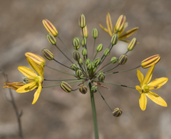 Bloomeria crocea