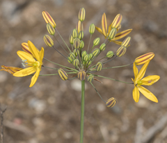 Bloomeria crocea