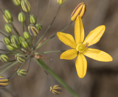 Bloomeria crocea
