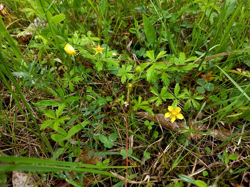 Potentilla flagellaris iNat (1)