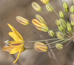 Bloomeria crocea