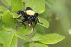 Laphria macquarti