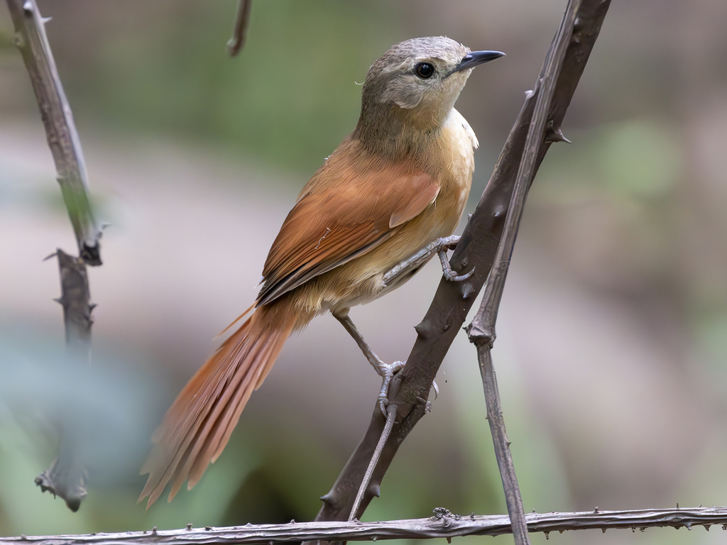 White-lored Spinetail photo
