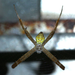 Argiope appensa